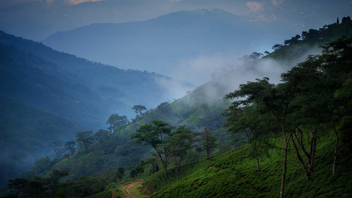 <tc>Darjeeling first flush</tc>