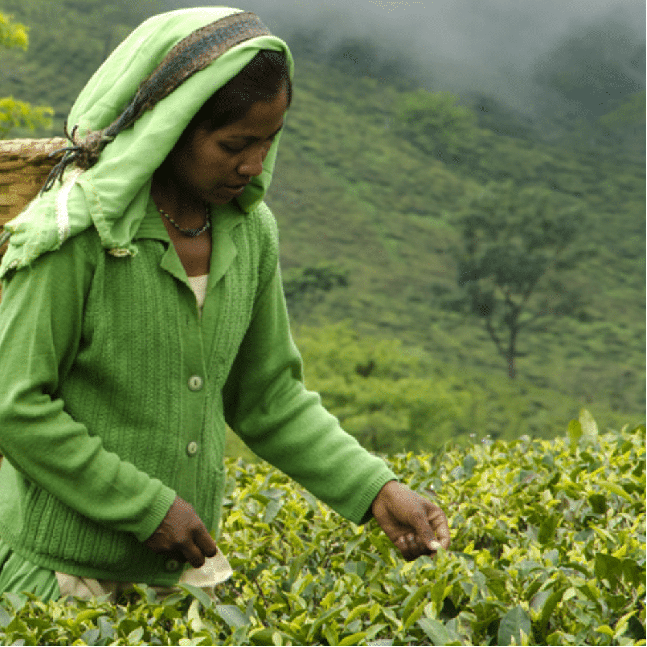 Darjeeling Puttabong "Moondrop" First Flush 2022 (3) Origin-country / (3) Hs-code / (3) Variation