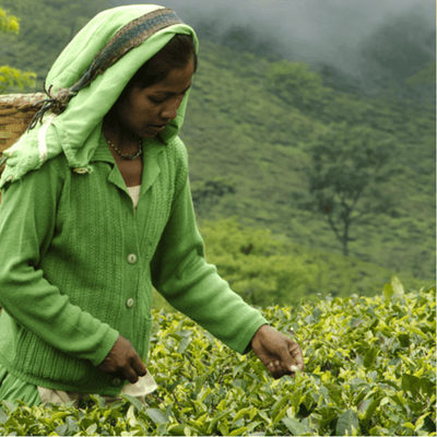 Darjeeling Puttabong "Moondrop" First Flush 2022 (3) Origin-country / (3) Hs-code / (3) Variation