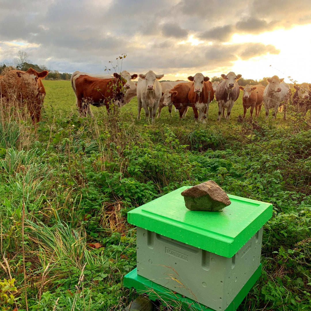 Honung - The Tea Centre of Stockholm